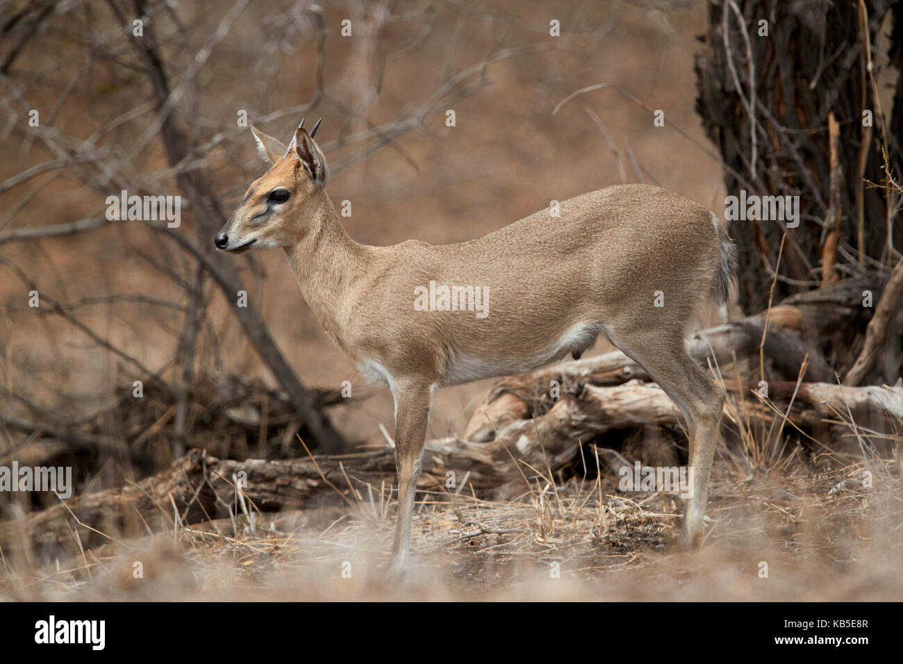 Cefalofo comune (grigio duiker) (bush duiker) (sylvicapra grimmia?), la RAM, il parco nazionale Kruger, Sud Africa e Africa Foto Stock