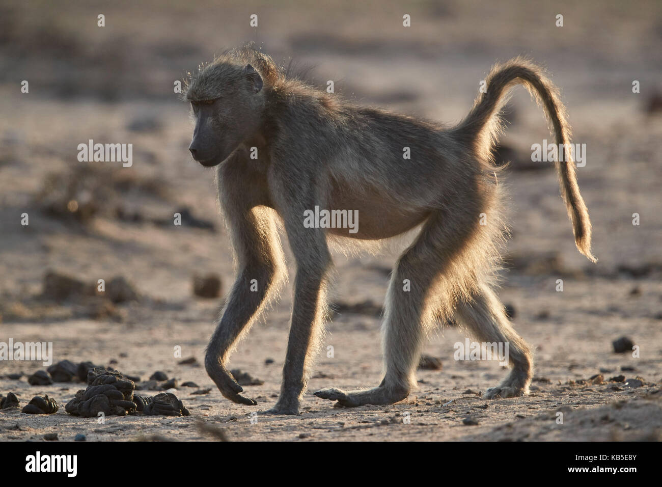 Chacma baboon (papio ursinus), Kruger National Park, Sud Africa e Africa Foto Stock