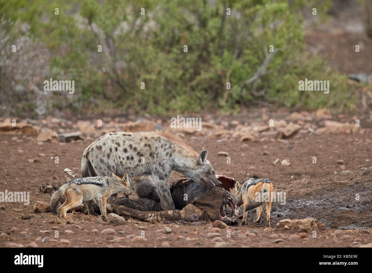 Spotted hyena (crocuta crocuta) e nero-backed jackal (canis mesomelas) ad una carcassa di zebra, Kruger National Park, Sud Africa Foto Stock