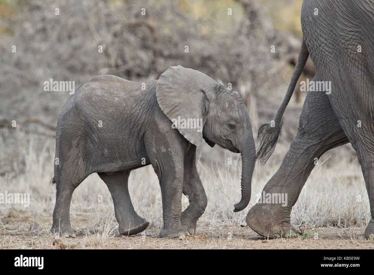 Elefante africano (Loxodonta africana) baby, Kruger National Park, Sud Africa e Africa Foto Stock