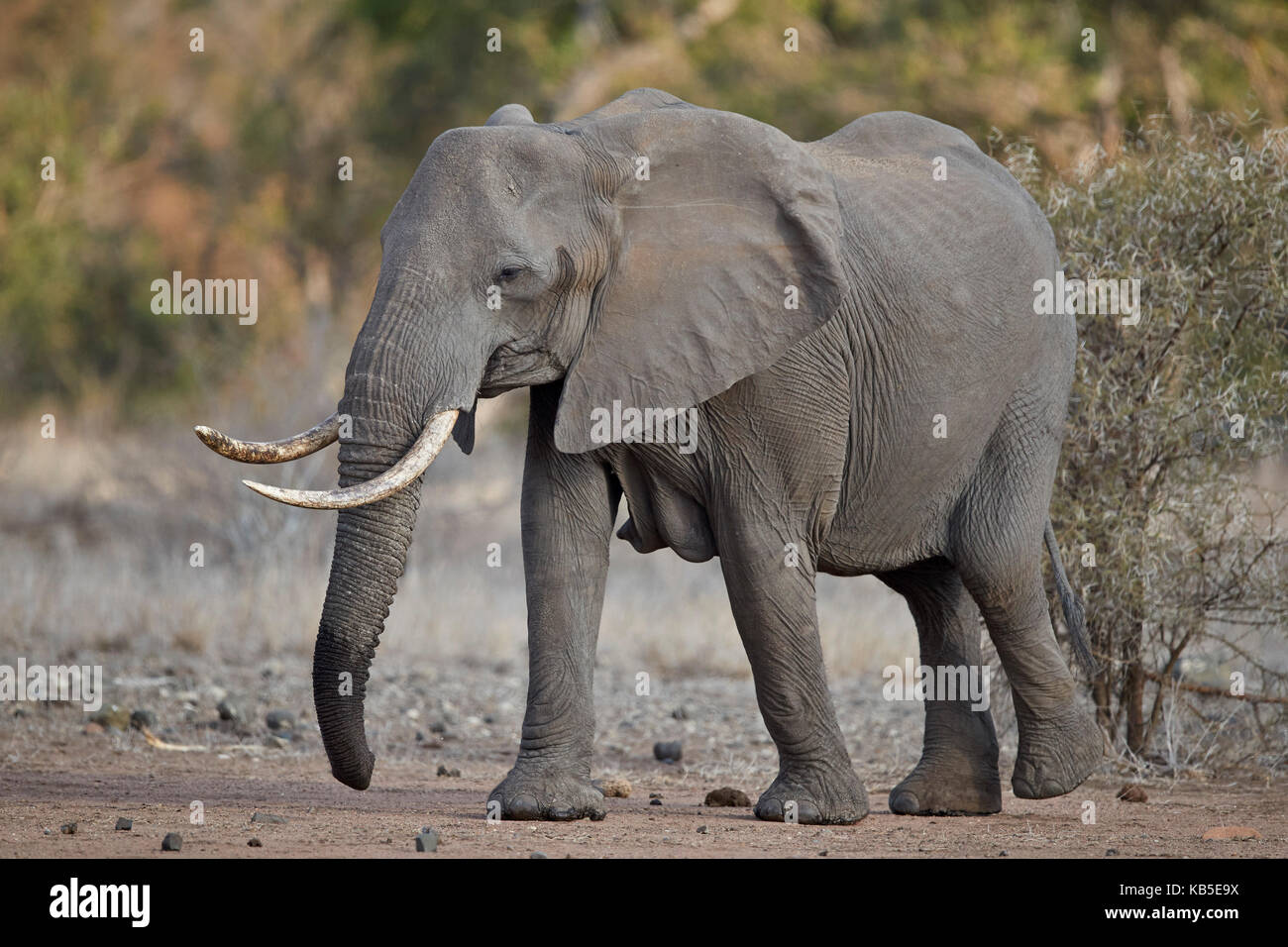 Elefante africano (Loxodonta africana) femmina adulta, Kruger National Park, Sud Africa e Africa Foto Stock