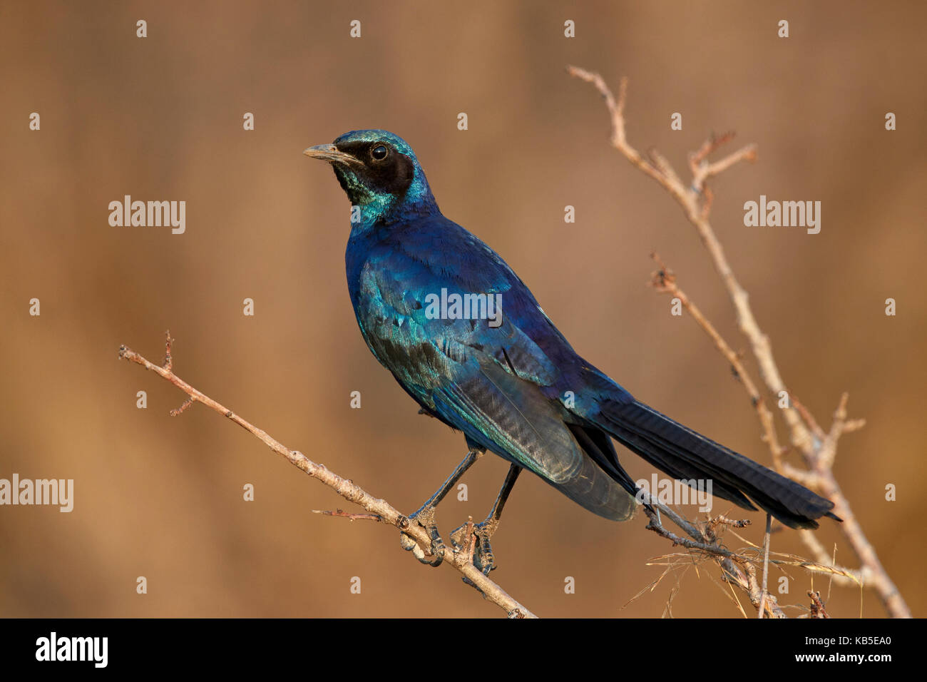 Burchell's Glossy Starling (Burchell's Starling) (Lamprotornis australis), Kruger National Park, Sudafrica, Africa Foto Stock