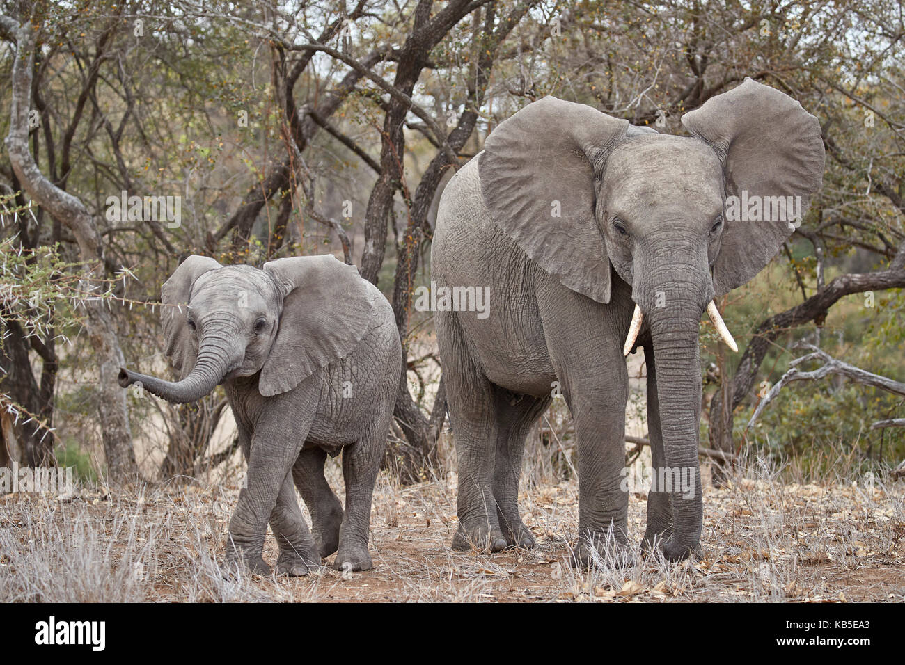 Elefante africano (Loxodonta africana) per adulti e bambini, parco nazionale Kruger, Sud Africa e Africa Foto Stock