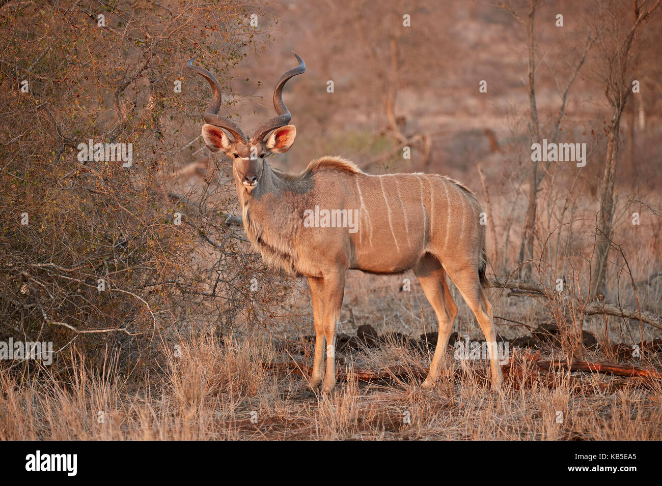 Kudu maggiore (tragelaphus strepsiceros) bull, Kruger National Park, Sud Africa e Africa Foto Stock