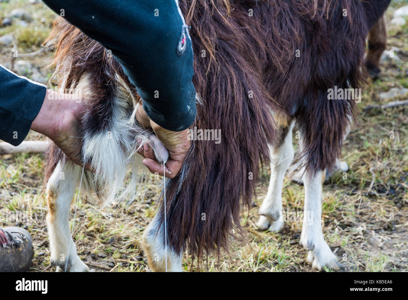 Close-up di mungitura di capra in fattoria. mungitura tradizionale Foto Stock