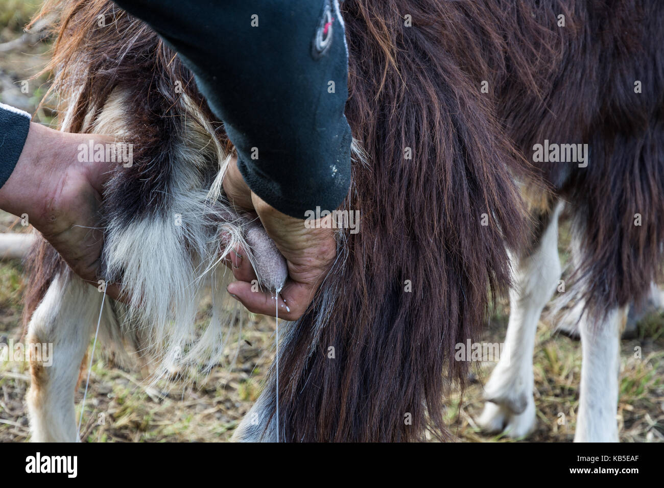 Close-up di mungitura di capra in fattoria. mungitura tradizionale Foto Stock