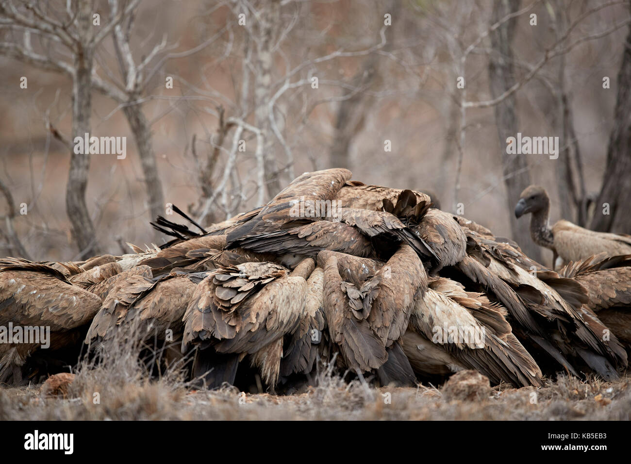 Pila di African white-backed vulture (gyps africanus) Combattere ad una carcassa, Kruger National Park, Sud Africa e Africa Foto Stock