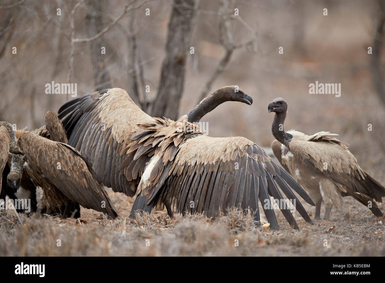 African white-backed vulture (gyps africanus) Combattere ad una carcassa, Kruger National Park, Sud Africa e Africa Foto Stock