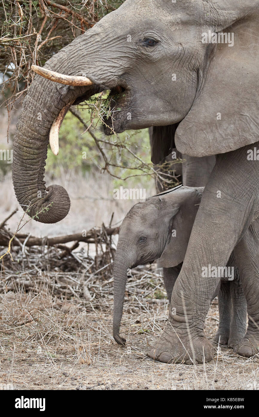 Elefante africano (Loxodonta africana) capretti e madre, Kruger National Park, Sud Africa e Africa Foto Stock