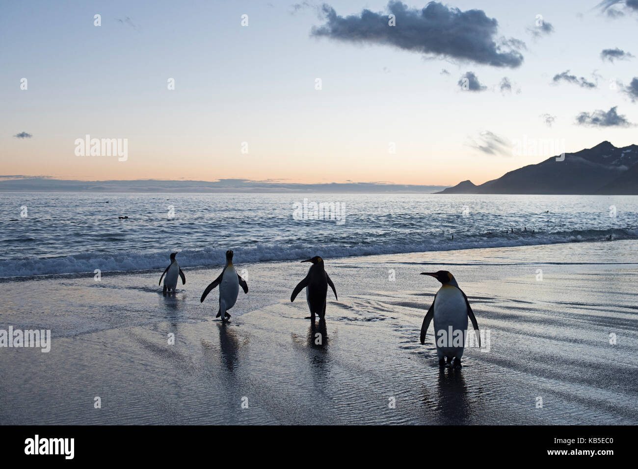 Re Penguin Aptenodytes patagonicus St Andrews Bay Georgia del Sud Gennaio Foto Stock