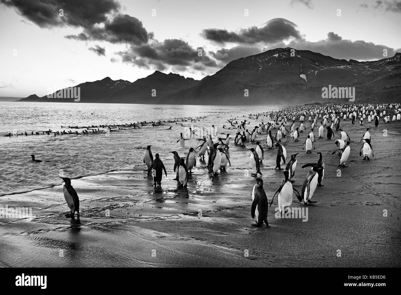 Re Penguin Aptenodytes patagonicus St Andrews Bay Georgia del Sud Gennaio Foto Stock