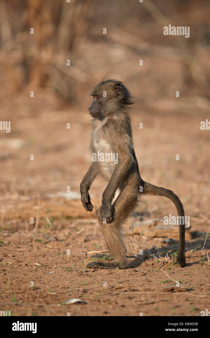 Chacma baboon (papio ursinus) capretti standing, Kruger National Park, Sud Africa e Africa Foto Stock