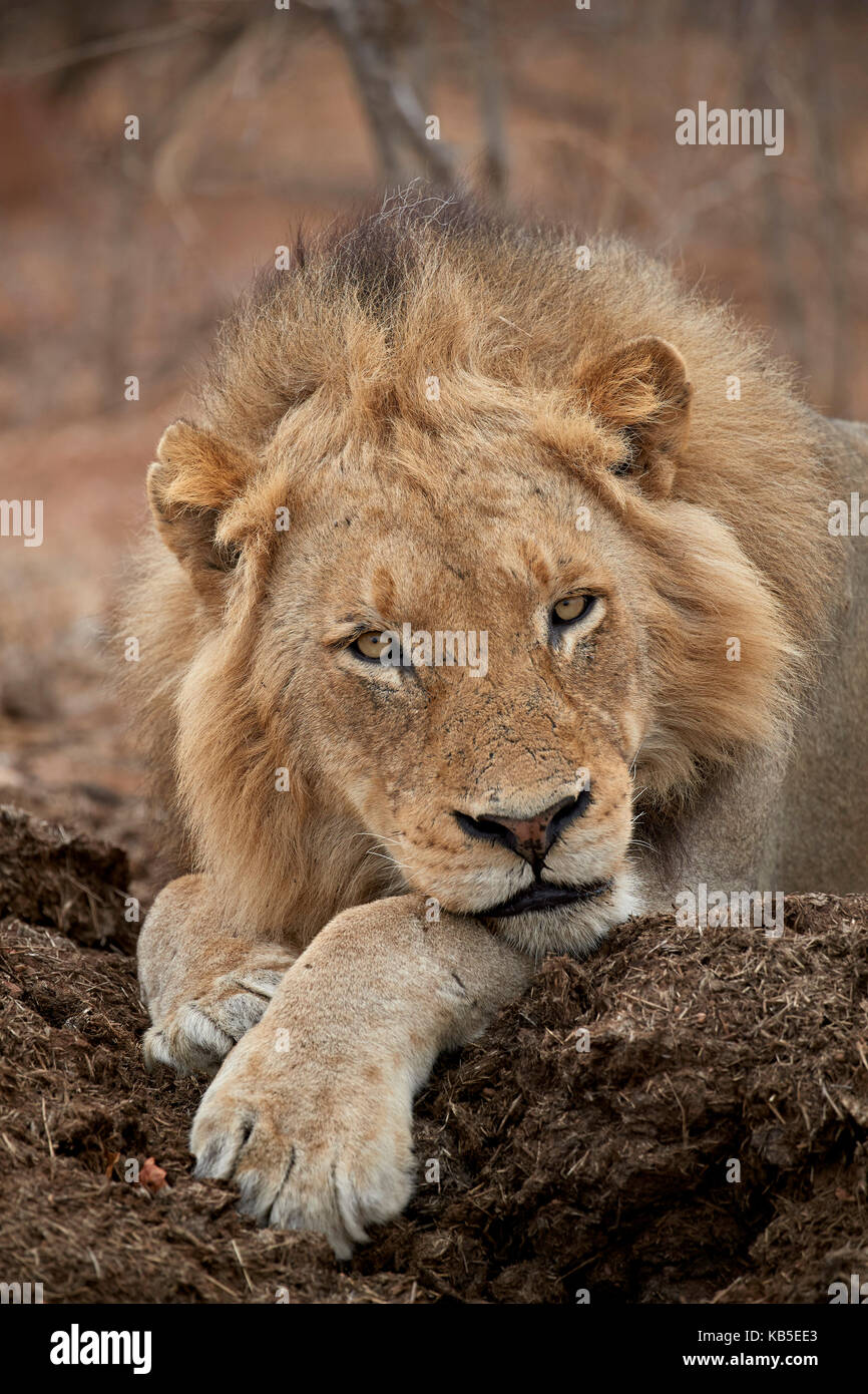 Lion (panthera leo), Kruger National Park, Sud Africa e Africa Foto Stock