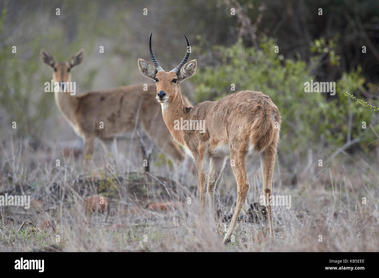 Comuni (sud) reedbuck (redunca arundinum) coppia, Kruger National Park, Sud Africa e Africa Foto Stock