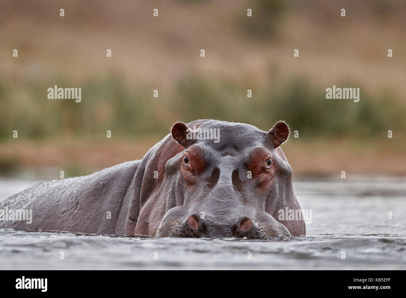 Ippopotamo (Hippopotamus amphibius), Kruger National Park, Sud Africa e Africa Foto Stock