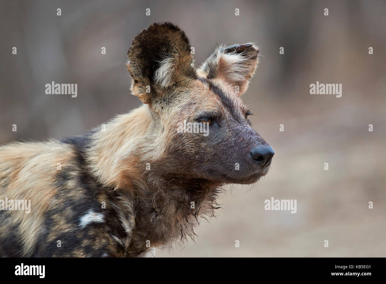 African wild dog (African Hunting dog) (capo caccia cane) (lycaon pictus), Kruger National Park, Sud Africa e Africa Foto Stock