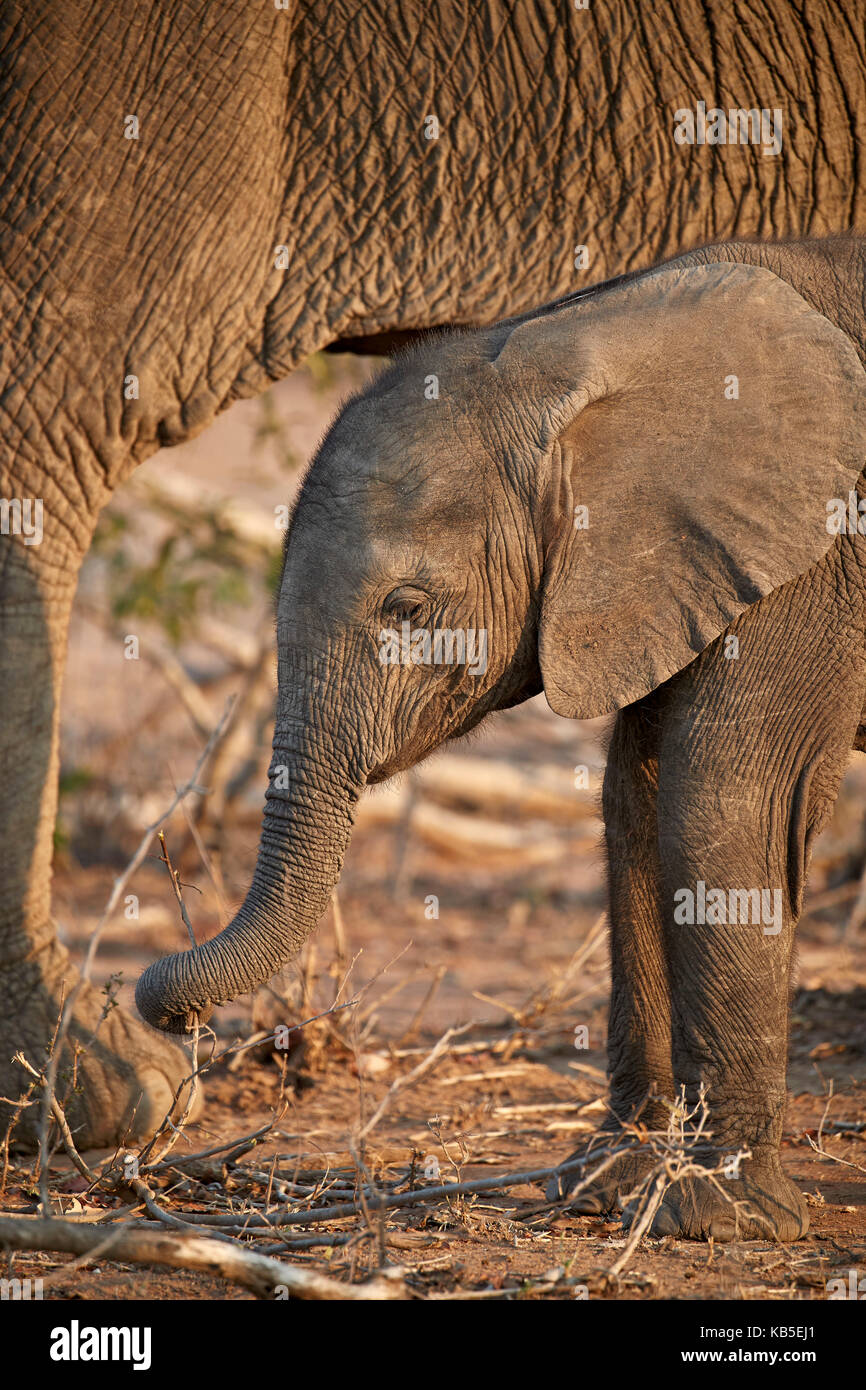Elefante africano (Loxodonta africana) baby, Kruger National Park, Sud Africa e Africa Foto Stock