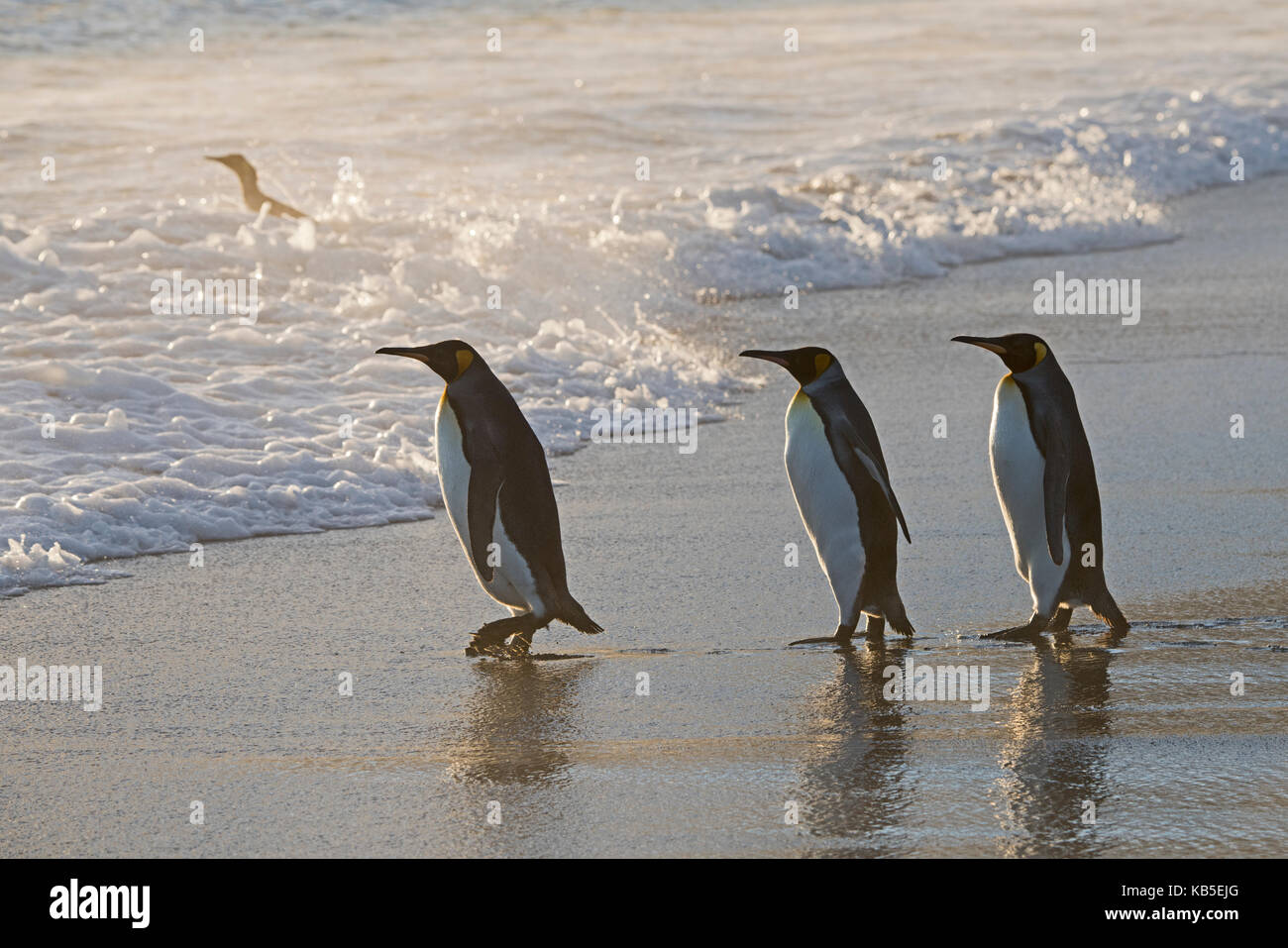 Re Penguin Aptenodytes patagonicus St Andrews Bay Georgia del Sud Gennaio Foto Stock