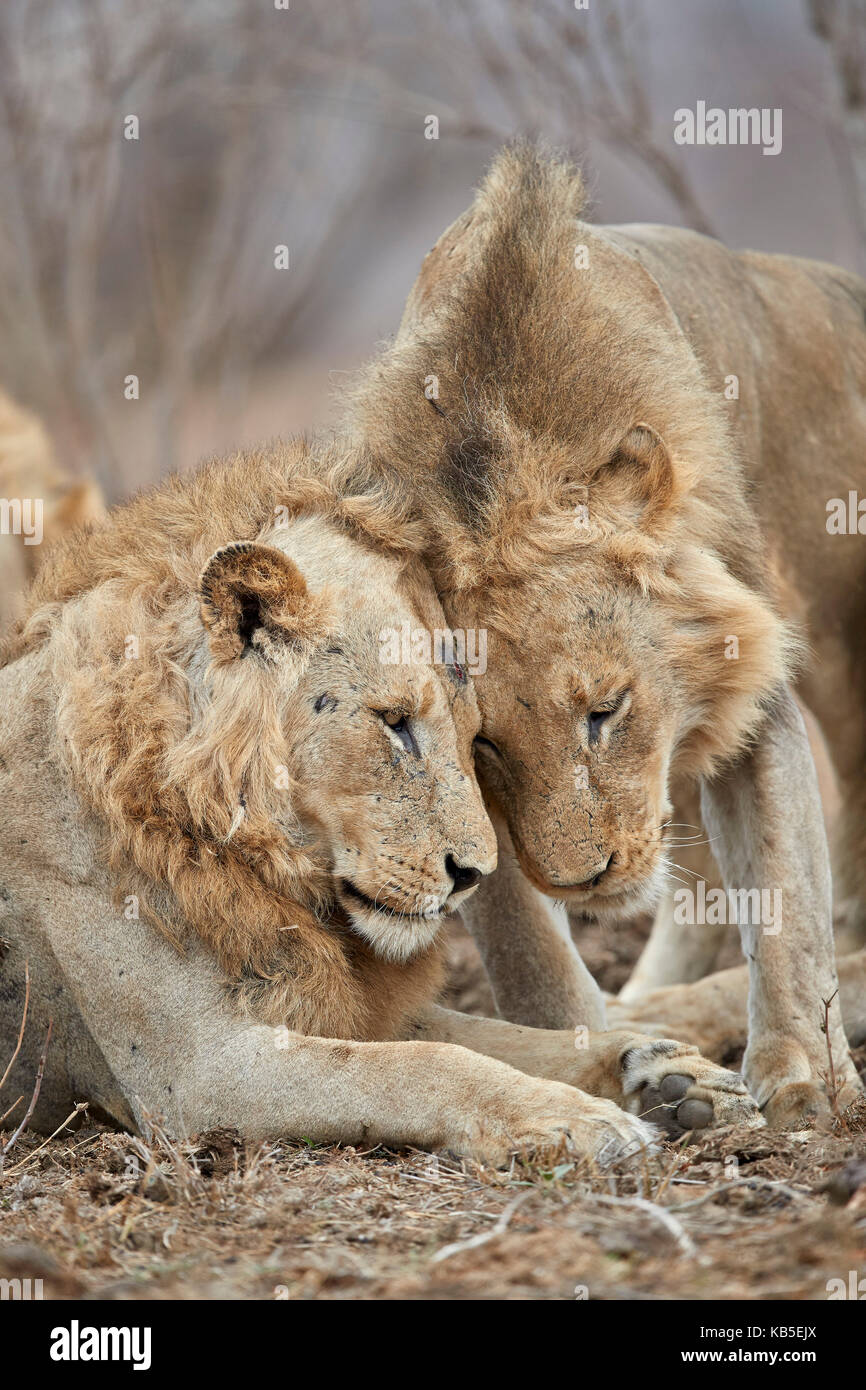 Due leoni (panthera leo) saluto ogni altro, Kruger National Park, Sud Africa e Africa Foto Stock