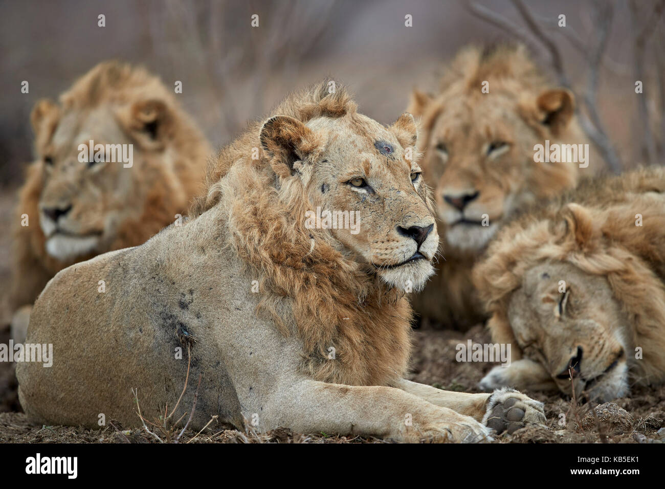 Quattro maschi lion (panthera leo), Kruger National Park, Sud Africa e Africa Foto Stock