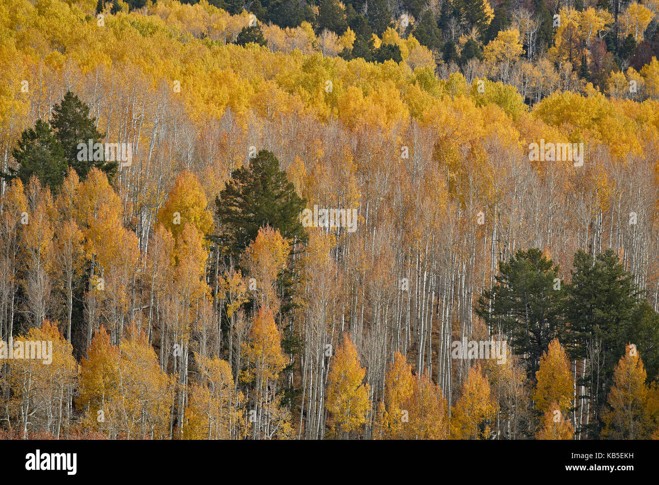 Giallo aspen alberi in autunno, San Juan National Forest, Colorado, Stati Uniti d'America, America del nord Foto Stock