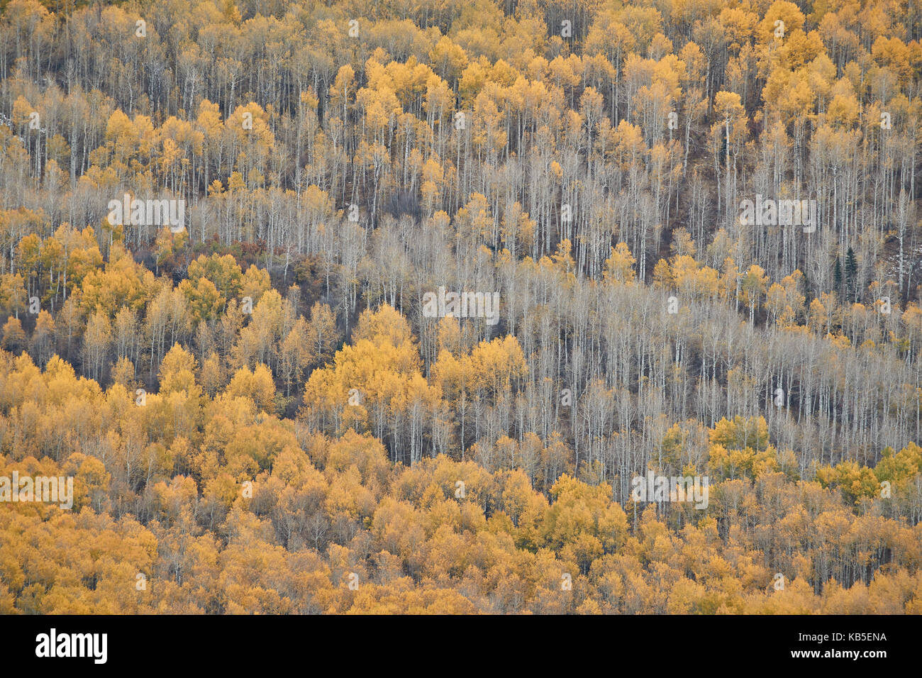 Giallo aspen alberi in autunno, uncompahgre National Forest, Colorado, Stati Uniti d'America, America del nord Foto Stock