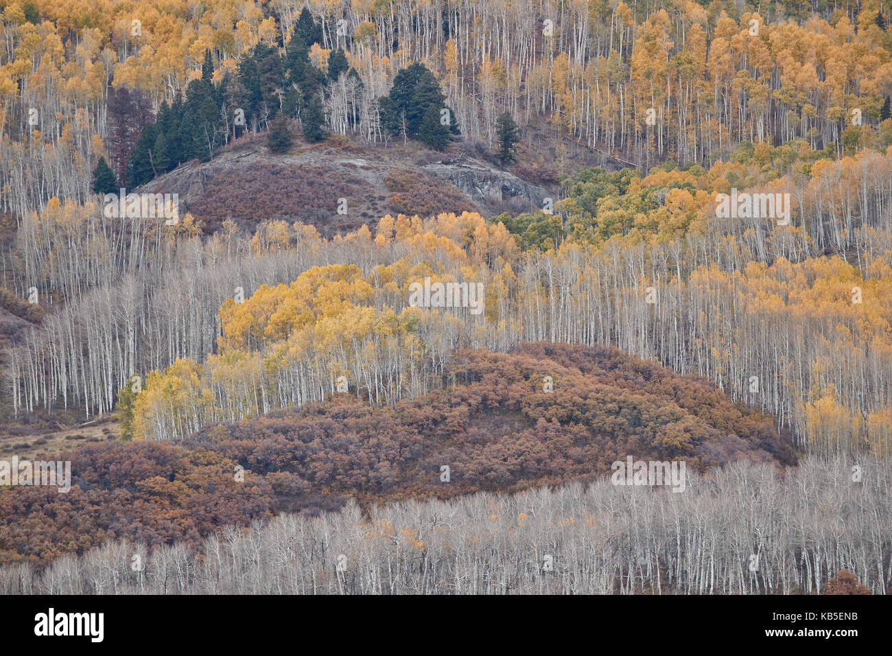 Giallo aspen alberi in autunno, uncompahgre National Forest, Colorado, Stati Uniti d'America, America del nord Foto Stock