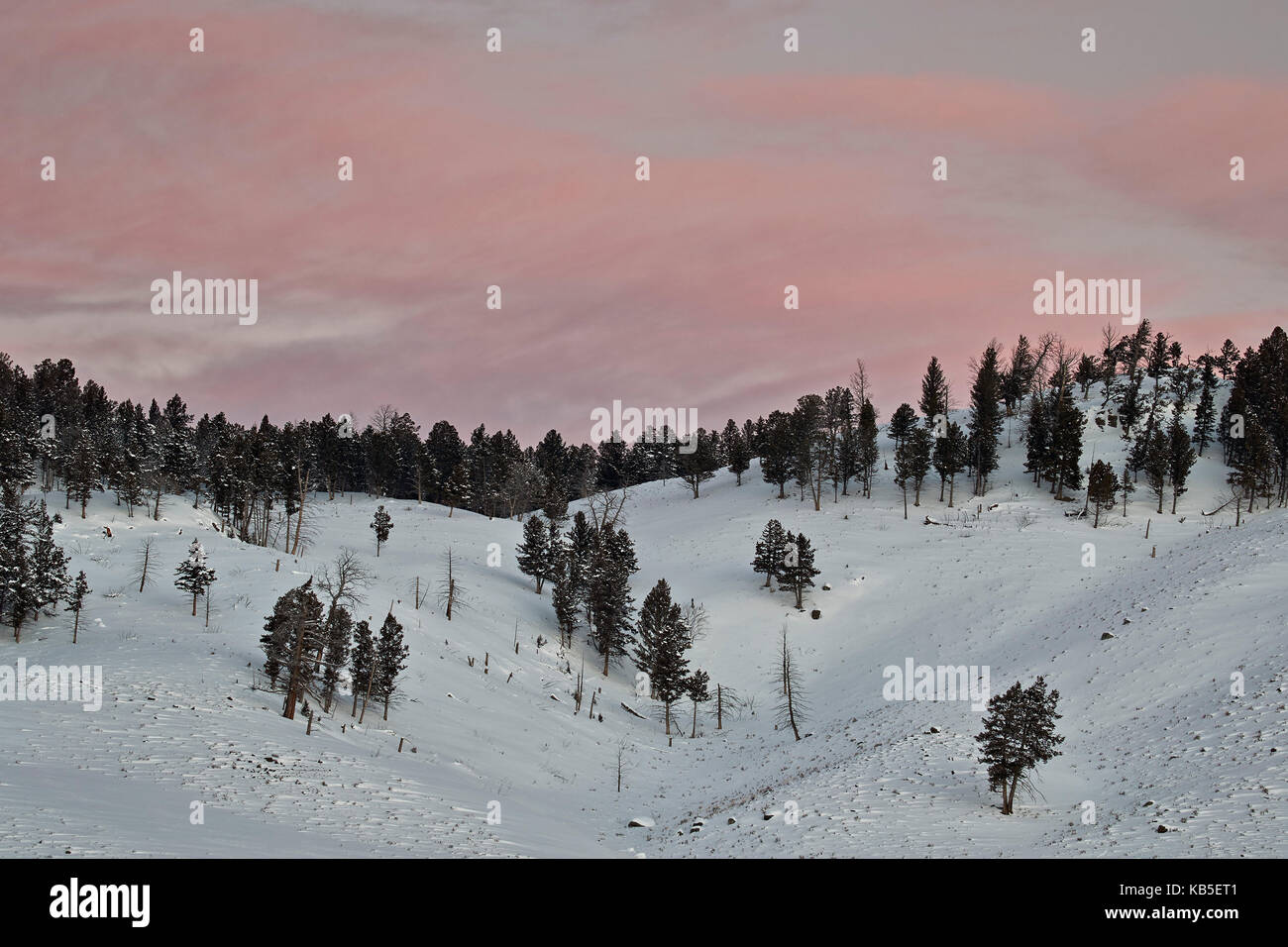 Nuvole rosa all'alba in inverno, il parco nazionale di Yellowstone, UNESCO, Wyoming, Stati Uniti d'America, America del nord Foto Stock