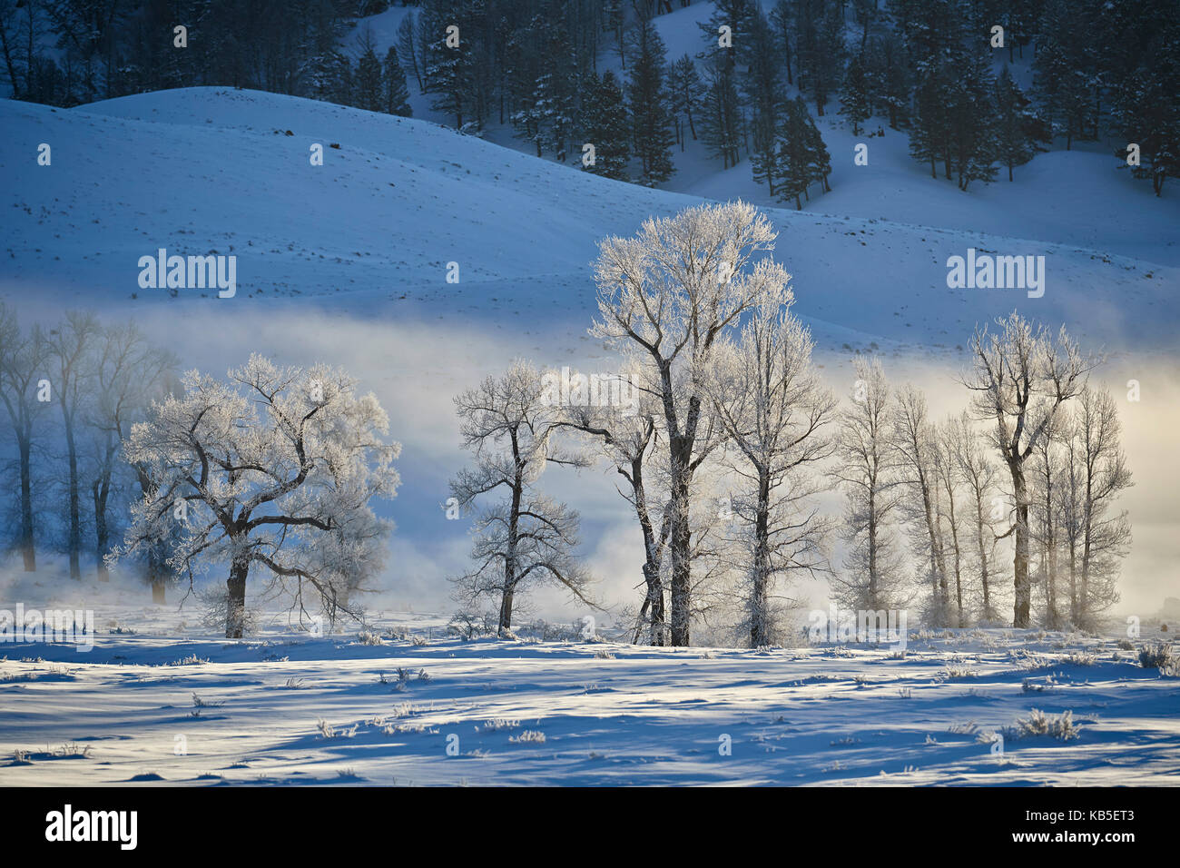 Frost retroilluminato coperte di alberi di pioppi neri americani in inverno, il parco nazionale di Yellowstone, UNESCO, Wyoming, Stati Uniti d'America Foto Stock