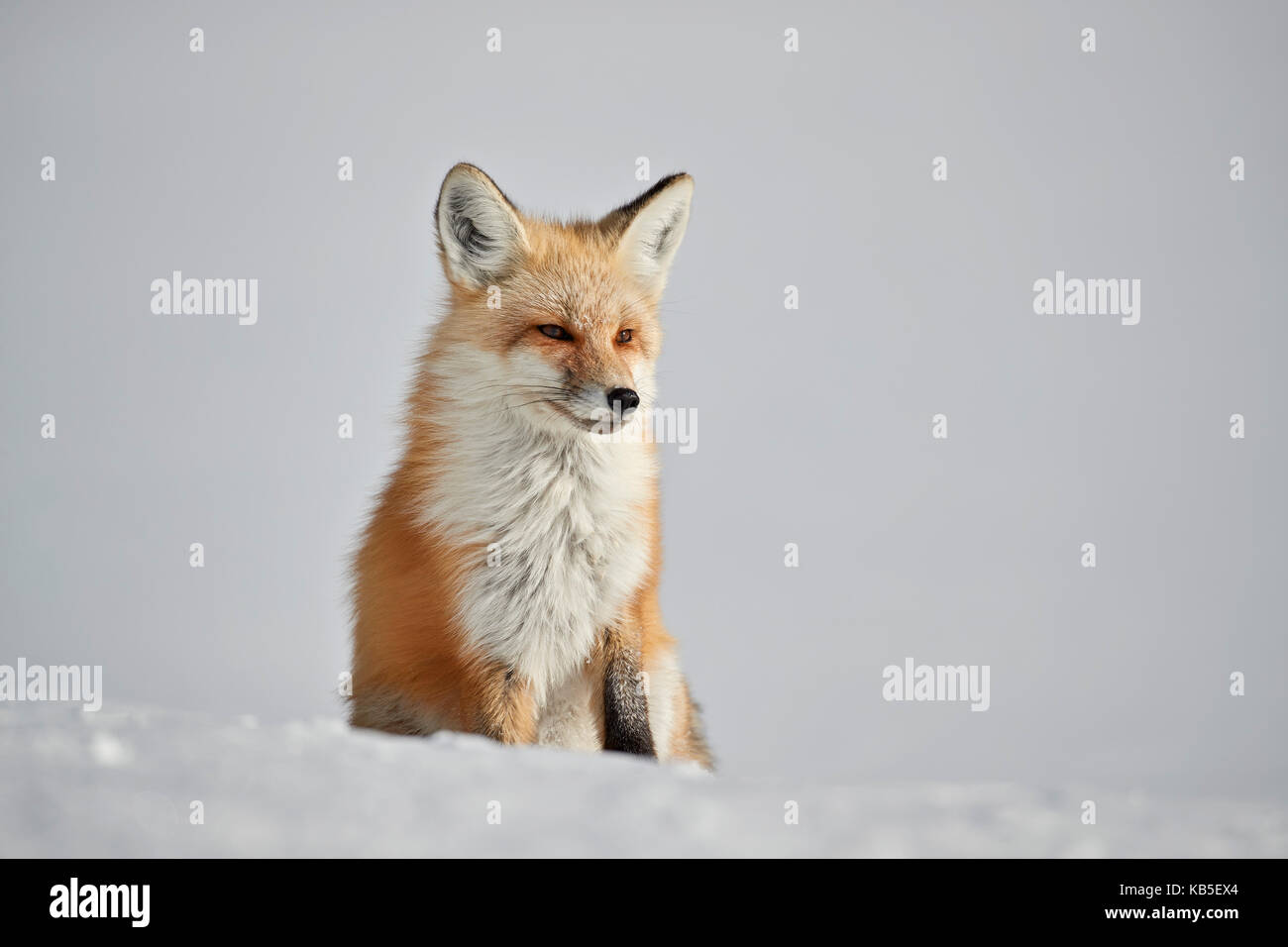Red Fox (vulpes vulpes) (vulpes vulpes fulva) nella neve in inverno, Grand Teton National Park, Wyoming, Stati Uniti d'America Foto Stock