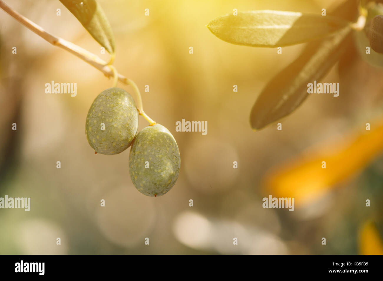 Mature olive verdi sull'albero con la luce solare, fuoco selettivo Foto Stock