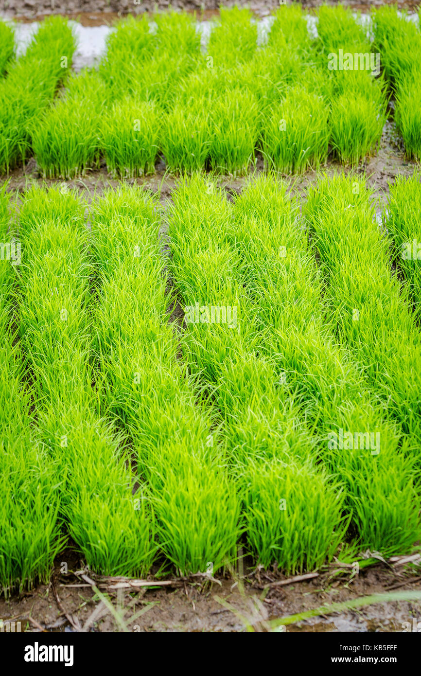 Close-up di campo di riso a Bali, in Indonesia Foto Stock