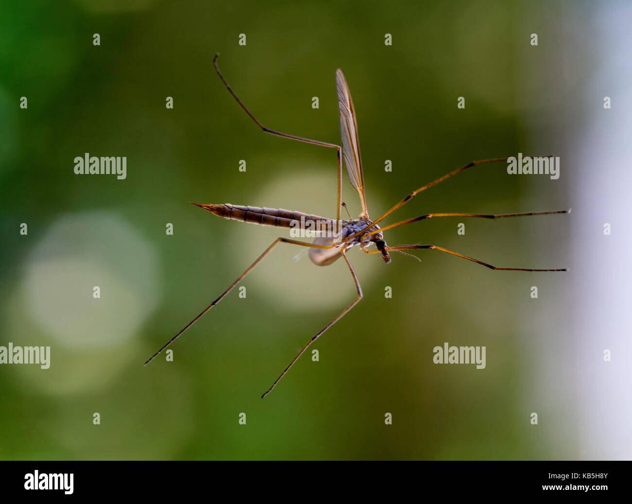 Una gru Fly o Daddy Longlegs su una finestra di vetro in un giardino in Alsager Cheshire England Regno Unito Regno Unito Foto Stock