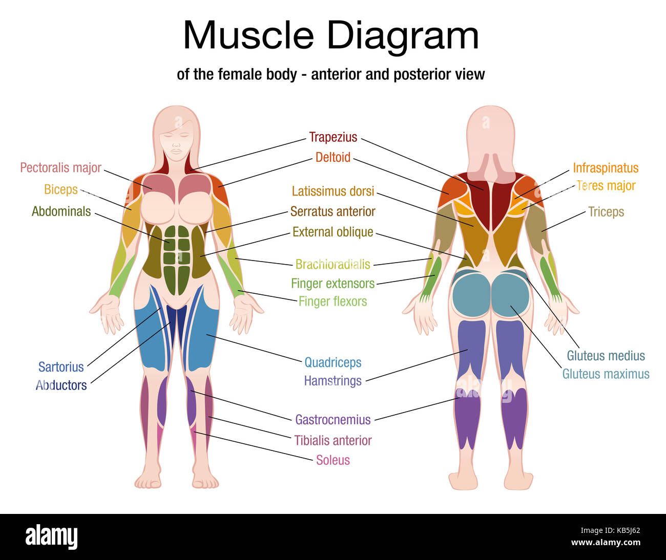 Schema muscolare del corpo femmina con descrizione accurata delle più importanti i muscoli - Vista anteriore e posteriore - illustrazione su sfondo bianco. Foto Stock