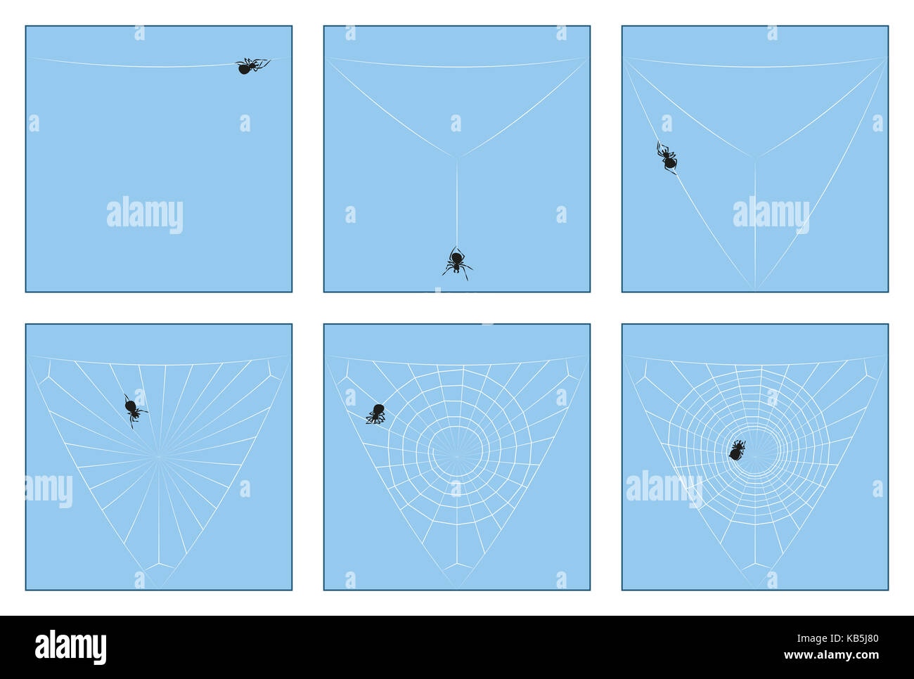 Spider Web - Costruzione manuale in sei tappe dal primo thread di filatura per la completa orb web, illustrato passo dopo passo. Foto Stock