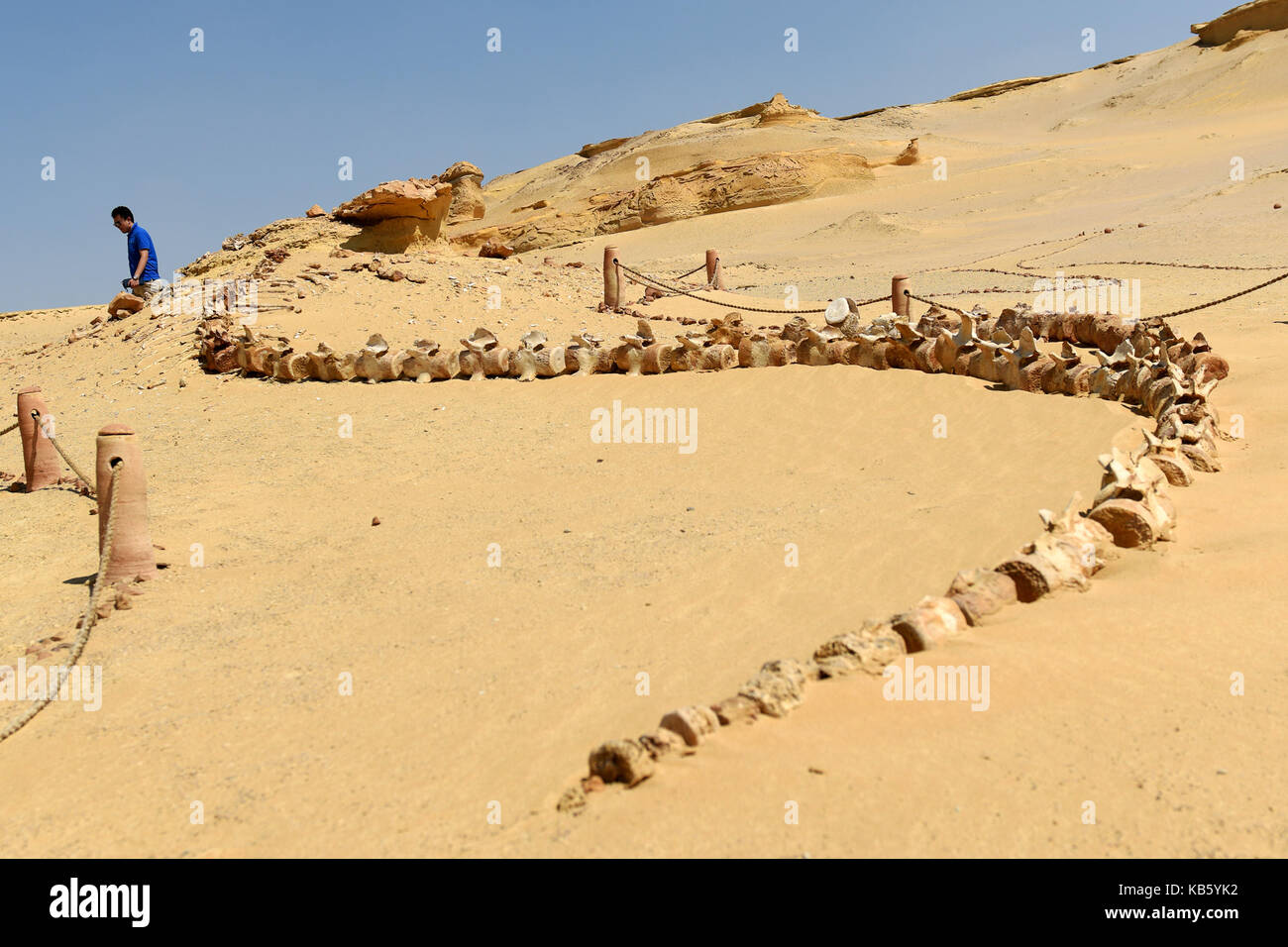 Il cairo, Egitto. 27Sep, 2017. Un turista in visita alla riserva naturale area di Wadi al-hitan, o la Valle delle Balene, nel governatorato fayoum, Egitto, sett. 27, 2017. wadi al-hitan, o la Valle delle Balene, è un sito paleontologico nel fayoum governatorato di Egitto. wadi al-hitan contiene preziosi resti fossili di prima e ora estinto, sottordine delle balene, archaeoceti. Essa è stata designata una organizzazione delle Nazioni Unite per l'educazione, la scienza e la cultura (Unesco) sito patrimonio mondiale nel 2005. Credito: Zhao dingzhe/xinhua/alamy live news Foto Stock