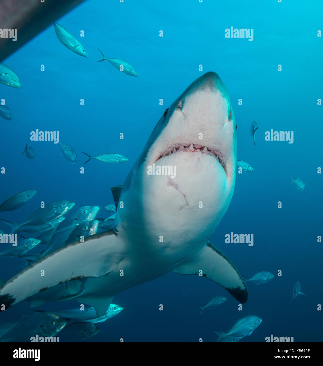 Il grande squalo bianco e martinetti carangidi, Isole Neptune, Sud Australia. Foto Stock