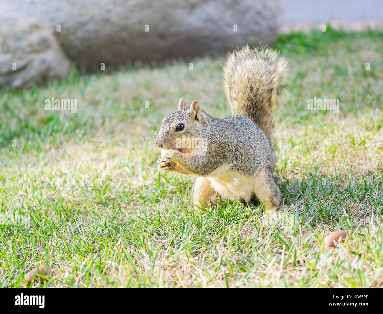 Carino piccolo scoiattolo mangiare il dado Foto Stock