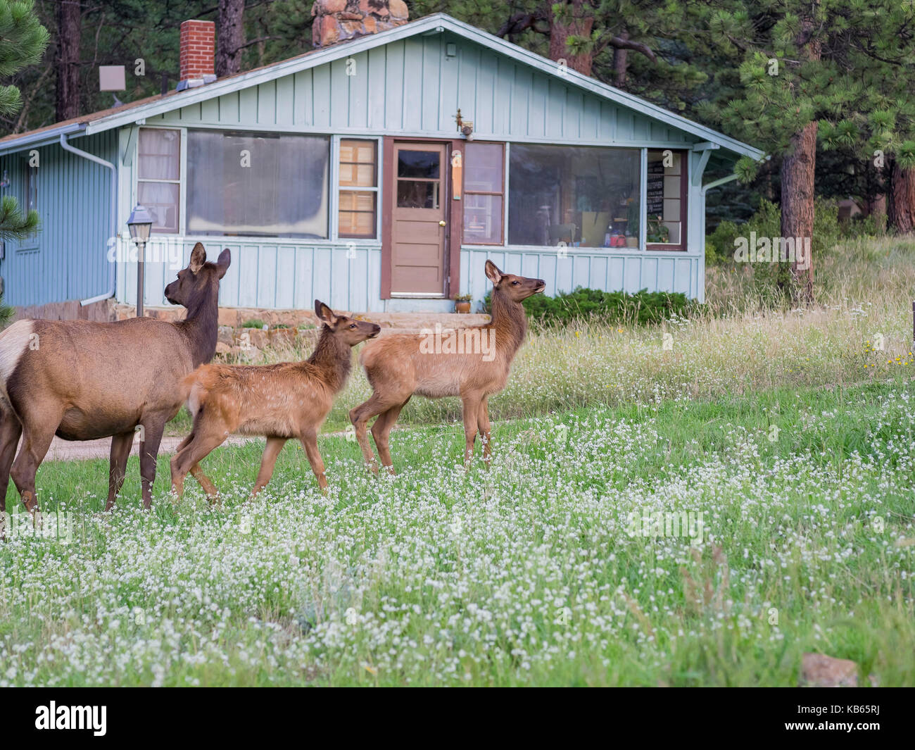 Bellissimi cervi sika rocky All Mountain National Park, COLORADO, Stati Uniti Foto Stock