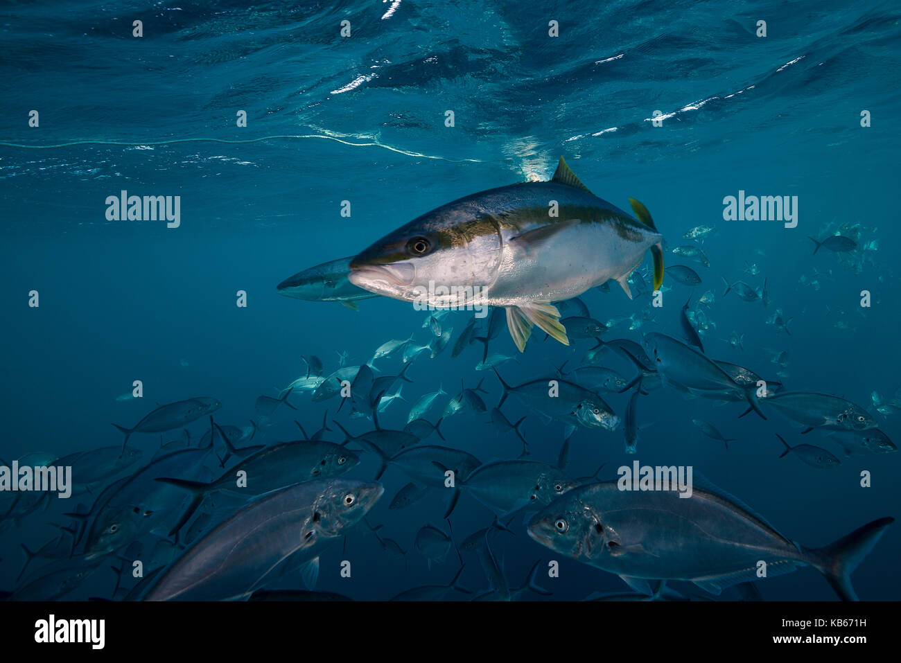 Re pesce nuotare in una scuola di jackfish,Isole Neptune, Sud Australia. Foto Stock