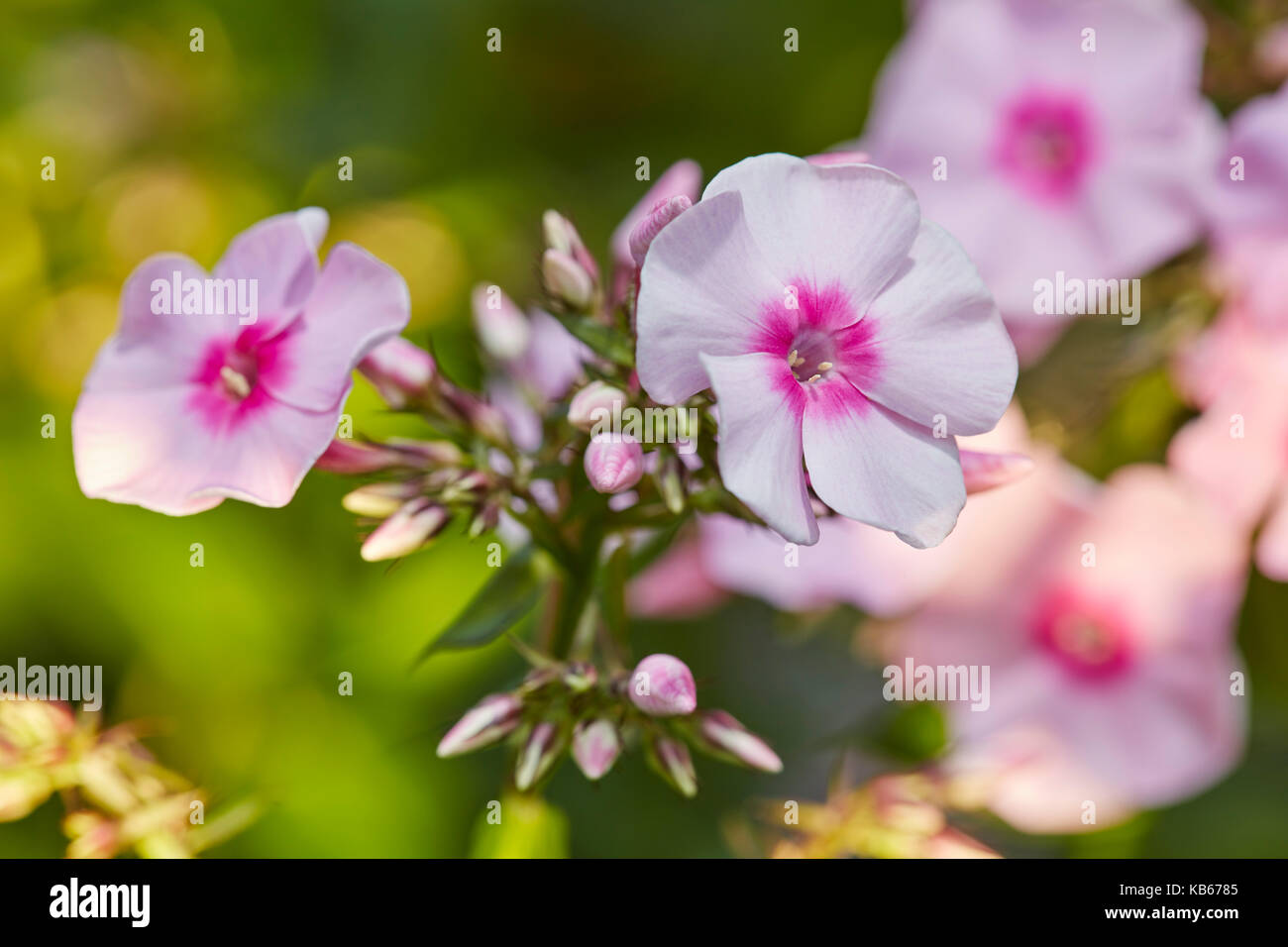 Primo piano di fiori di flox rosa (Phlox paniculata) che crescono in un giardino. Foto Stock