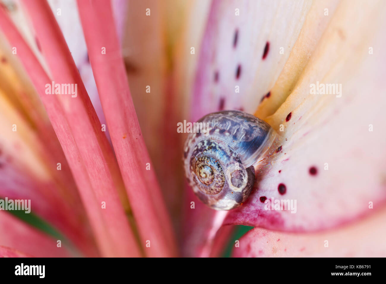 Lumaca giardino all'interno di un fiore daylily. Foto Stock