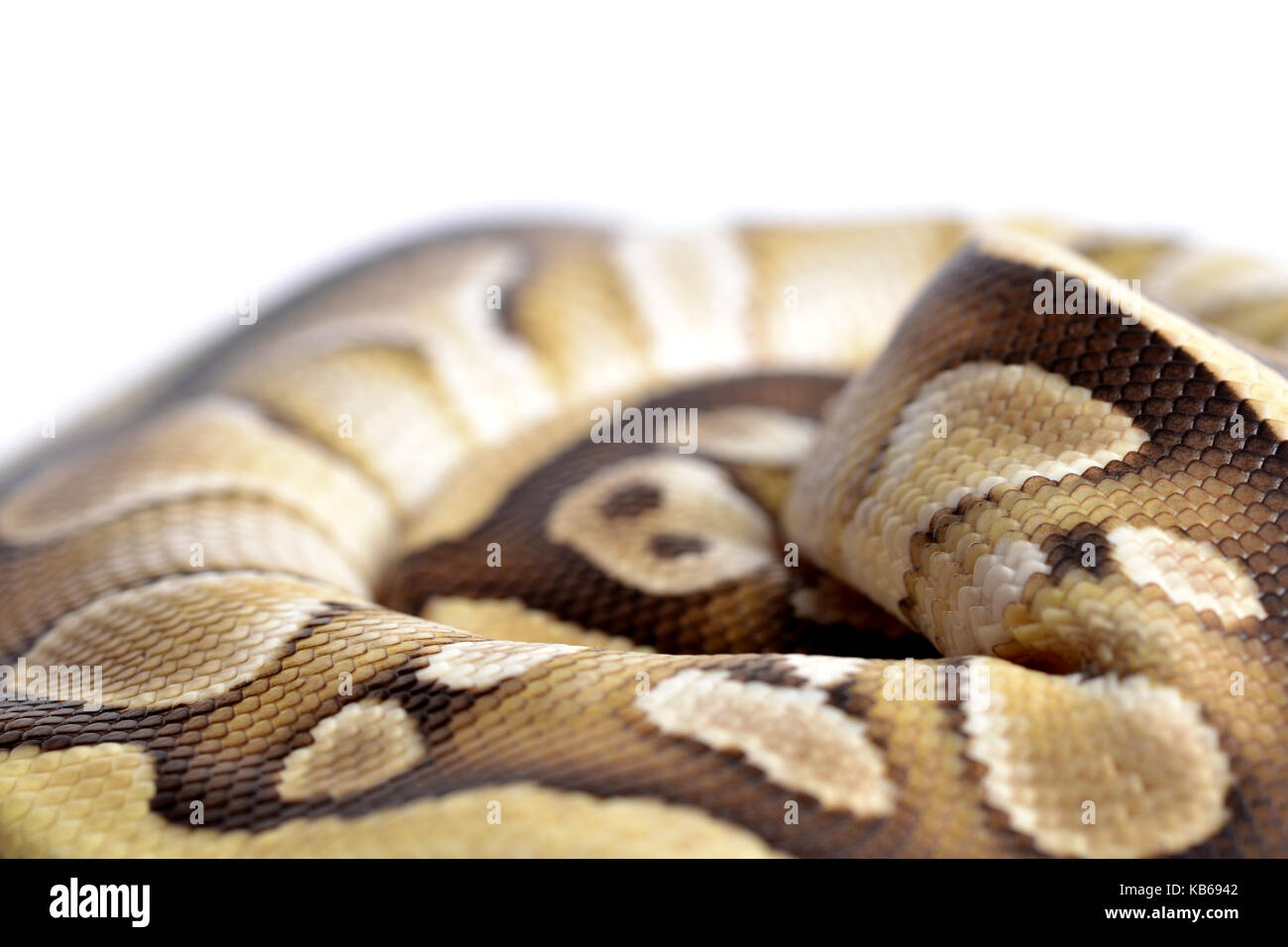 Close-up di una sfera (Python Python regius) fino a palla in uno studio con uno sfondo bianco. Foto Stock