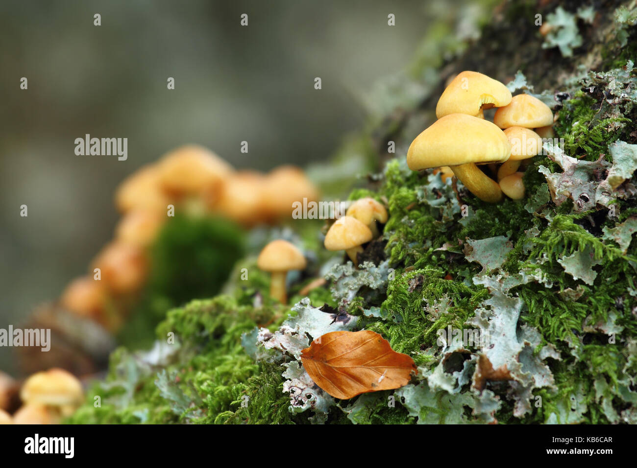 Piccoli funghi che crescono in un tronco in autunno nel mezzo della foresta Foto Stock