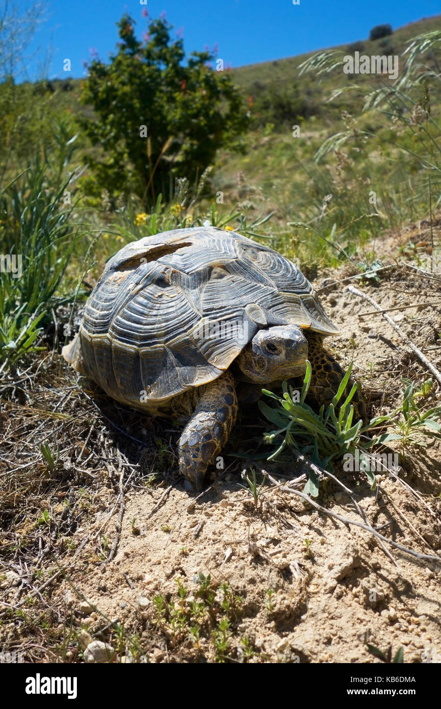 Tartaruga greca, Testudo graeca, nella sua steppa habitat con formazioni rocciose in Pasabagi, nei pressi di Göreme Çavusin e. Cappadocia. Anatolia centrale. Turchia Foto Stock