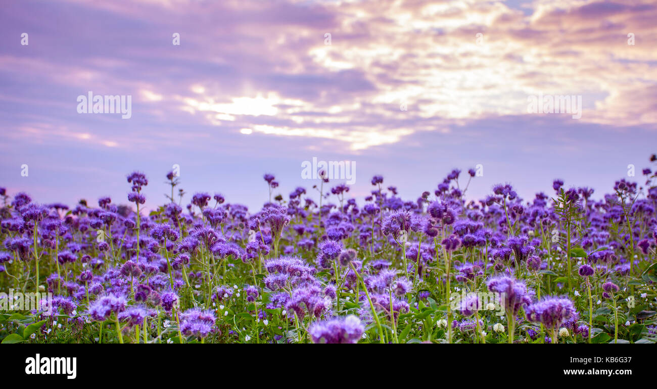 Phacelia fioriture dei fiori di campo e viola del tramonto sullo sfondo del cielo Foto Stock