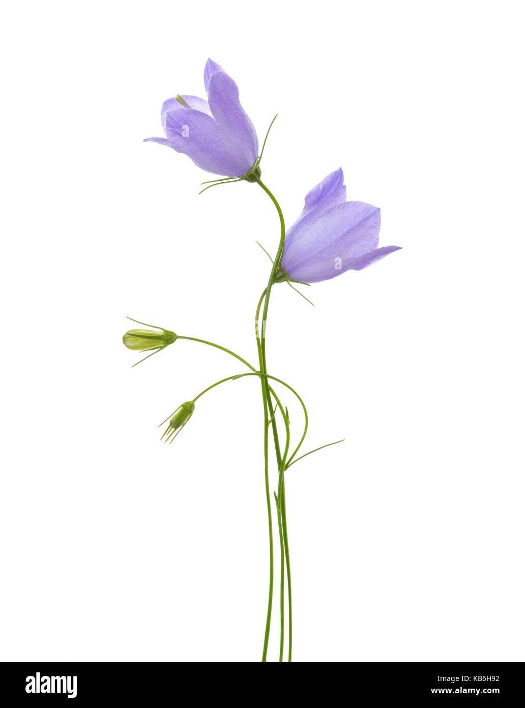 Due campanule isolato su bianco. Foto Stock