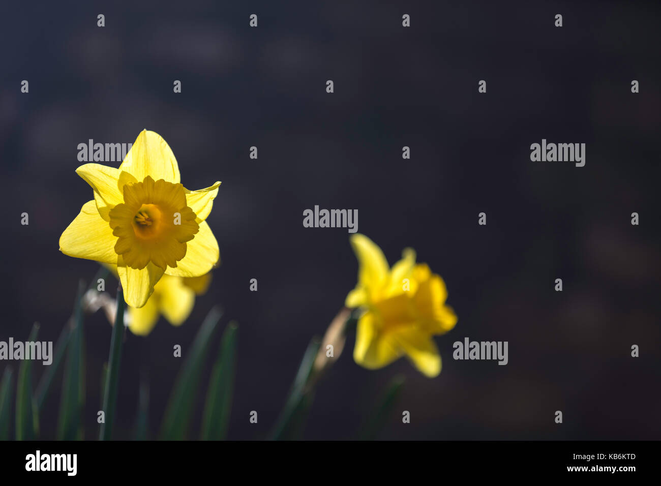 Il daffodils retroilluminato in giardino di primavera Foto Stock