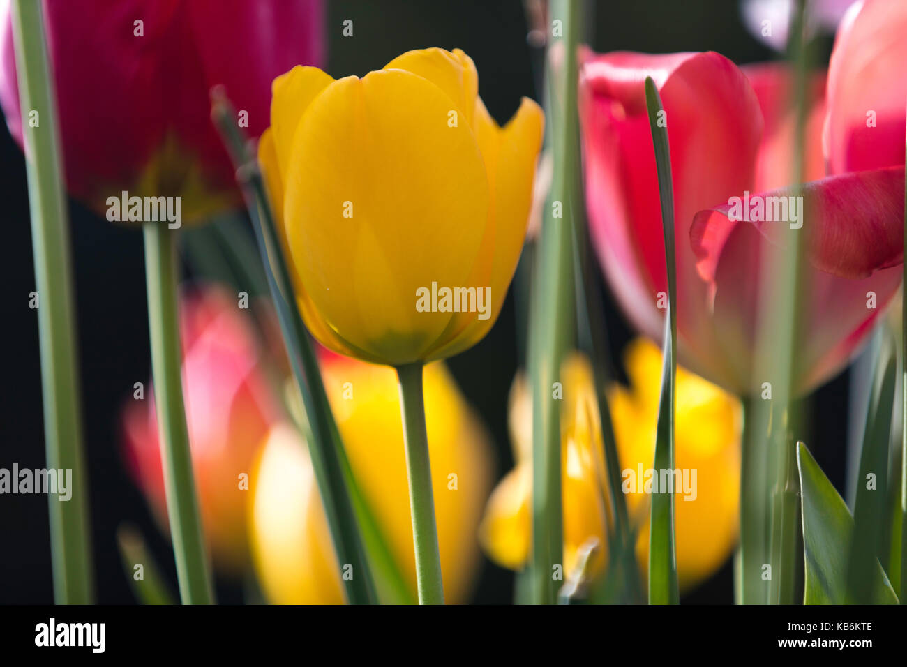 Tulipani fioriti di primavera, piantando mescolato in primo piano Foto Stock