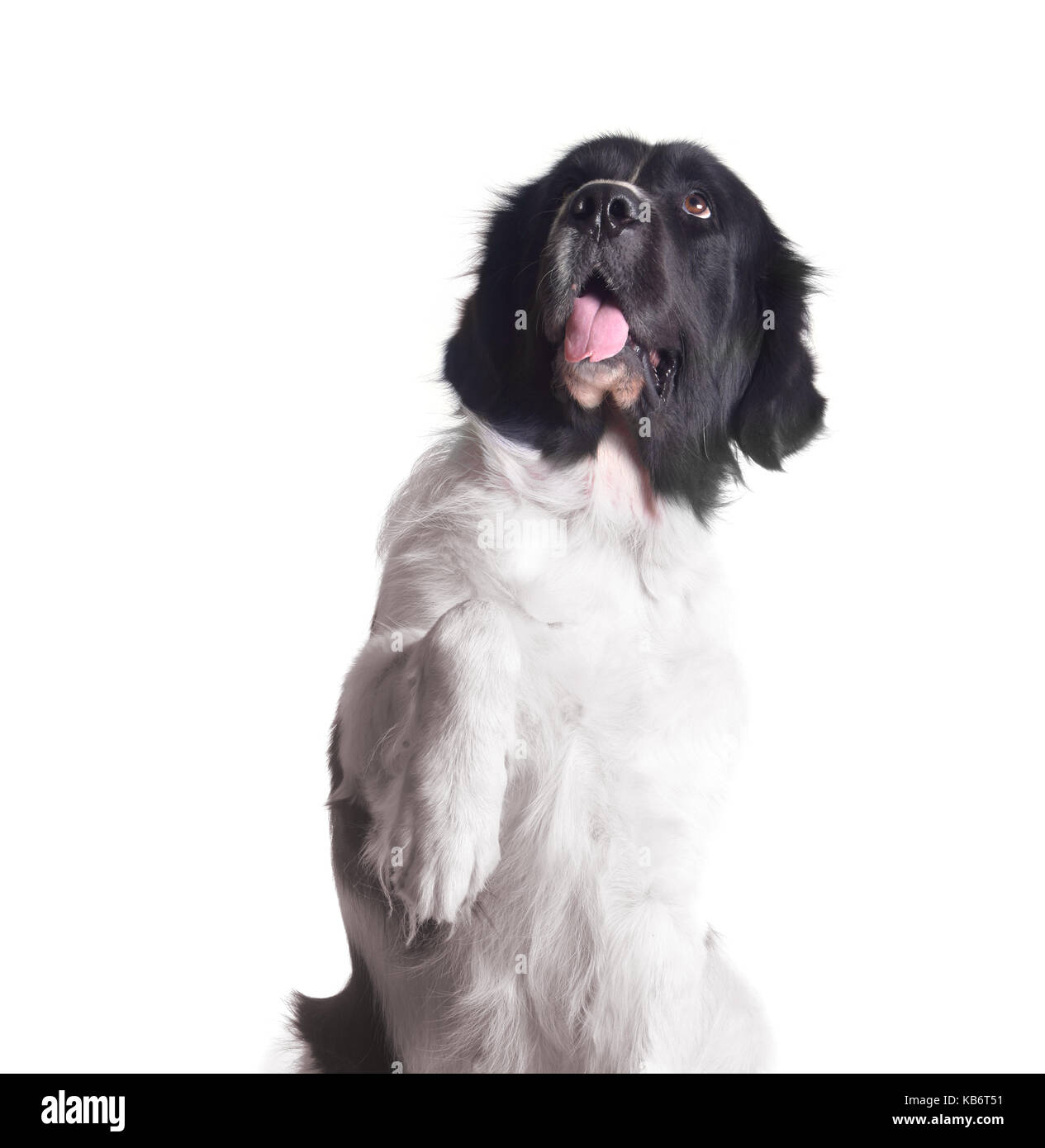 Landseer Cane Foto Stock Alamy